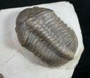 Struveaspis Trilobite From Jorf - Unique Shell Color #9249-2